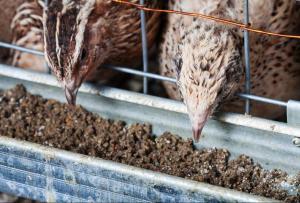 Is quail breeding profitable as a business