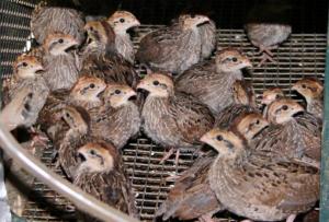 Quail business: non-waste production and high profitability